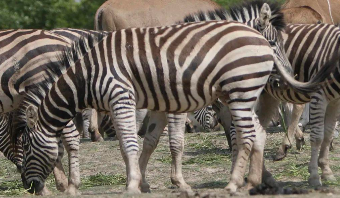 动物的尾巴有什么作用一年级（动物尾巴的作用大全一年级）