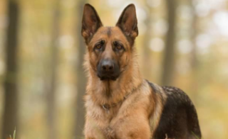 很大的牧羊犬叫什么名字（很大的牧羊犬叫什么名字好听）