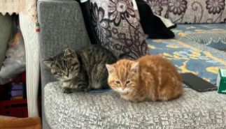 狸花猫的价格一般多少钱（狸花猫价格大概多少钱）