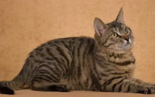 中国狸花猫在国外多少钱一只呢（狸花猫在国外价格多少钱一只）