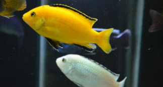 最好养的观赏鱼有哪些（最好养的观赏鱼排行榜）