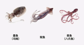 乌贼 章鱼 鱿鱼 墨鱼 八爪鱼（乌贼 章鱼 鱿鱼 墨鱼 八爪鱼是鱼类吗）
