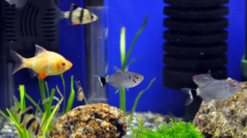 可以混养的小鱼有哪些（可以混养的淡水观赏鱼）