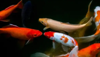 养锦鲤多久加一次盐比较好（养锦鲤鱼多长时间放一次盐）