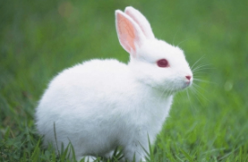 适合女生养的小宠物（适合女生养的小宠物除狗还有什么）