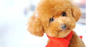 适合女生养的小宠物越小越好吗（适合女生养的小型宠物犬）