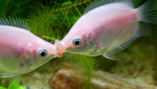 各种动物交配什么鱼一起养的动物都交配（各种动物交配什么鱼一起养的动物都交配了）