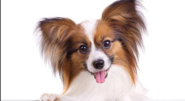 养蝴蝶犬串串的危害有哪些（蝴蝶犬串串的寿命有多长）