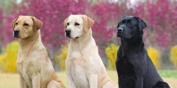 拉布拉多贵宾犬多少钱一只（拉布拉多贵宾犬多少钱一只狗娃子）