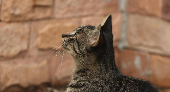 狸花猫聪明到什么程度（狸花猫聪明到什么程度会死）