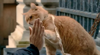 免费领养宠物的平台有哪些（免费领养宠物的正规平台）