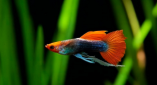 十大最好养的小热带鱼排名榜（好养的热带小鱼有哪些品种）