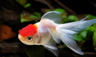 宠物鱼都吃什么食物（宠物鱼怎么喂养）