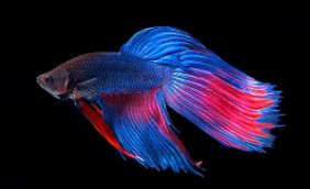 宠物鱼百科大全（宠物鱼品种大全介绍）