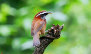 鸟类有哪些名字（常见鸟类100种）