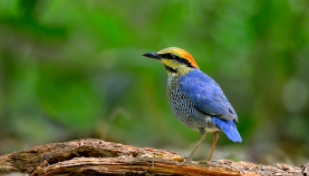 50种鸟类的名称（100种常见鸟类名称）