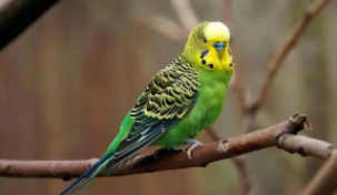 宠物鸟食物搅拌到什么程度（宠物鸟食物搅拌到什么程度会死）