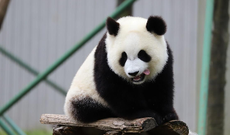 我国珍稀动物有什么（我国珍稀动物有什么特点）