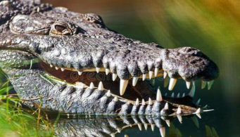 鳄鱼属于什么动物类型（鳄鱼 属于什么动物）