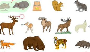 哺乳动物的特征有哪些方面（哺乳动物的的特征）