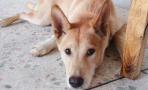 最通人性的5种狗,边境牧羊犬（边境牧羊犬通人性吗）