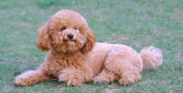 十大最适合家养的狗狗（适合家养的狗狗有哪些）