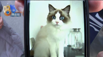 专业找猫团队大概多少钱人工团队（找猫团队一般多少钱）