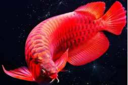 观赏鱼种类介绍百度百科（观赏鱼种类介绍百度百科）