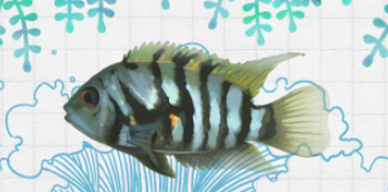 胎生观赏鱼品种大全（胎生鱼种类大全）