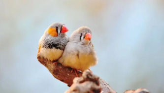 珍珠鸟爱吃什么水果（珍珠鸟爱吃什么水果蔬菜）