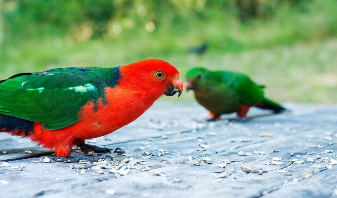 适合鸟儿吃的13种食物有哪些（适合鸟儿吃的13种食物有哪些呢）