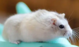 一百元以内的宠物有哪些（一百元以内的宠物鸟）