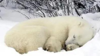 动物为什么要冬眠简单答案（动物为什么要冬眠过冬）