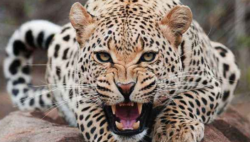 最大的猫科动物是谁（最大的猫科动物是什么）