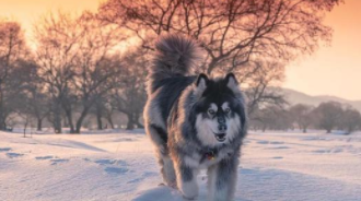 十大最像狼的狗最便宜的品种（最像狼的犬种）