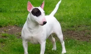 养灵缇犬是一种什么感受呢（养灵缇犬是一种什么感受呢英语）