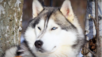 广州不禁养的大型犬有哪些品种（广州不禁养的大型犬有哪些品种名字）