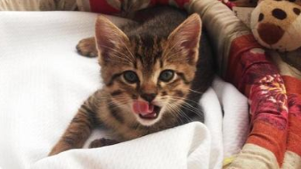 田园狸花猫多少钱一只正常价（中华田园猫狸花猫多少钱一只）