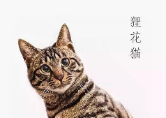 狸花猫猫多少钱一只纯种的（狸花猫猫多少钱一只纯种的猫）