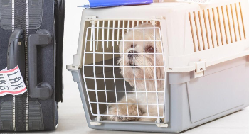 飞机宠物托运收费标准（飞机怎么宠物托运）