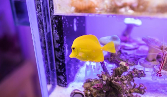 新手养海水鱼需要准备什么（新手养海鱼推荐品种）