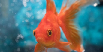 请问坐高铁可以带鱼宠物上车吗（请问坐高铁可以带鱼宠物上车吗）