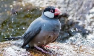 家养鸟的价格是多少（家养鸟种类价格）