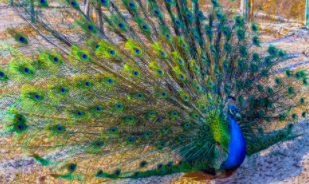 十大最美丽的鸟类（最美丽的鸟是什么名字）