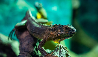 冷血动物有哪些动物（冷血动物有哪些动物螳螂是吗）