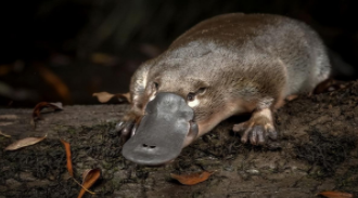 哺乳类动物有哪些（爬行类动物有哪些）