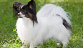 蝴蝶犬谁养谁后悔了（蝴蝶犬谁养谁后悔了怎么办）