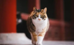 世界名猫排行榜前十名（世界名猫排行榜世界名猫）