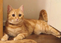 什么猫好看又便宜又好养寿命还长（什么猫比较好看又便宜）