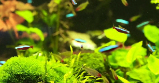 养宠物鱼的基本常识有哪些（养宠物鱼的基本常识有哪些呢）